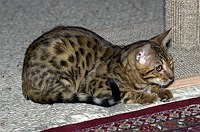 Lancelot at 17 weeks.  